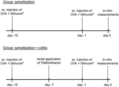 Impact of Sensitization and Inflammation on the Interaction of Mast Cells With the Intestinal Epithelium in Rats